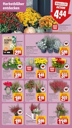 Kanne Angebot & Preis im aktuellen REWE Prospekt Kanne Angebot im aktuellen REWE Prospekt auf Seite 5
