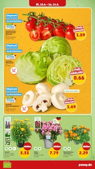 Blumen im Penny Prospekt "Wer günstig will, muss Penny." mit 39 Seiten (Aachen)