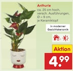 Anthurie im Angebot bei Netto Marken-Discount in Wuppertal Anthurie Angebote bei Netto Marken-Discount Wuppertal für 4,99 €