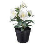 Topfpflanze, künstlich drinnen/draußen Christrose Angebote von VINTERFINT bei IKEA Göppingen für 5,99 €