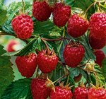 Bio-Sommerhimbeere „Malling Promise“ im aktuellen Hornbach Prospekt