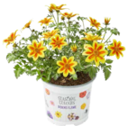 Goldmarie (Bidens flame) bei OBI im Berlin Prospekt für 1,99 €