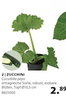 ZUCCHINI im Angebot bei Dehner Garten-Center in Erlangen ZUCCHINI Angebote bei Dehner Garten-Center Erlangen für 2,89 €