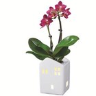 Mini-Phalaenopsis im Keramikhaus Angebote bei Lidl Darmstadt für 5,99 €