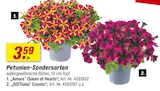 toom Baumarkt Alzenau - Petunien-Sondersorten Angebot im Prospekt Petunien-Sondersorten bei toom Baumarkt im Alzenau Prospekt für 3,59 €