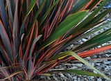 Promo Phormium à 39,90 € dans le catalogue Hyper U à Colmar