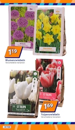 Blumenzwiebeln Angebot & Preis im aktuellen Action Prospekt Blumenzwiebeln Angebot im aktuellen Action Prospekt auf Seite 10