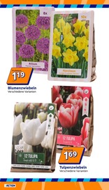 Blumenzwiebeln im Action Prospekt in Worms Aktueller Action Prospekt mit Blumenzwiebeln, "Wochenangebote", Seite 10