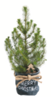 Aktuelles Dekorierte Konifere Angebot bei toom Baumarkt in Freiburg (Breisgau) ab 4,99 €