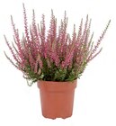 Lidl Schwaig - Heidekraut (Calluna vulgaris) Angebot im Prospekt Heidekraut (Calluna vulgaris) bei Lidl im Schwaig Prospekt für 1,99 €