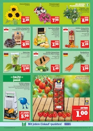 Kartoffeln Angebot im aktuellen Marktkauf Prospekt auf Seite 11