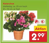 Kalanchoe im Angebot bei Netto Marken-Discount in Lippstadt Kalanchoe Angebote bei Netto Marken-Discount Lippstadt für 2,99 €
