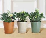 Hellebore en promo chez Super U Mérignac à 6,99 €