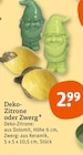 Zimmerpflanzen im tegut Prospekt Deko-Zitrone im aktuellen tegut Prospekt für 2,99 €