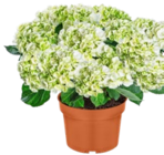 Aktuelle Hortensie Angebote bei Kaufland in Darmstadt Aktuelles Hortensien-Busch Angebot bei Kaufland in Darmstadt ab 9,99 âŹ