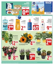 Sonnenblume im EDEKA Prospekt in Ingolstadt Aktueller EDEKA Prospekt mit Sonnenblume, "EDEKA Sensations-Preise!", Seite 25