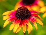 PURPUR-SONNENHUT 'PARROT' im Dehner Garten-Center Prospekt PURPUR-SONNENHUT 'PARROT' von im aktuellen Dehner Garten-Center Prospekt für 9,99 €
