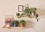 Jardiland La Londe-les-Maures - Promo Collection de plantes retombantes ECLOZ Promo Collection de plantes retombantes ECLOZ à 6,00 € dans le catalogue Jardiland à La Londe-les-Maures