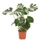 Monstera dans le catalogue Carrefour