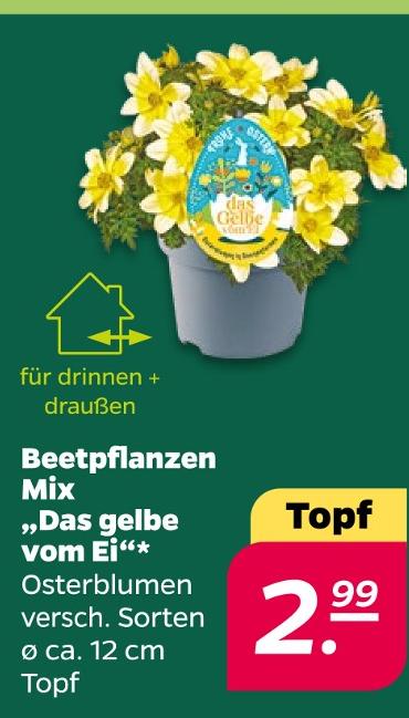 Beetpflanzen Mix 'Das gelbe vom Ei'