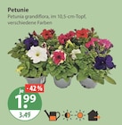 Petunie im V-Markt Prospekt Petunie von im aktuellen V-Markt Prospekt für 1,99 €