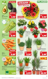 Aktueller Kaufland Prospekt mit Blumentopf, "Aktuelle Angebote", Seite 17