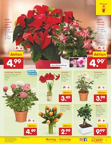 Zimmerpflanzen im aktuellen Netto Marken-Discount Prospekt (Hamburg) Zimmerpflanzen im Netto Marken-Discount Prospekt "Aktuelle Angebote" mit 63 Seiten (Hamburg)