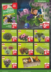 Ähnliche Zitronenbaum Angebote im Prospekt "Wir lieben Lebensmittel!" von EDEKA in Görlitz Ähnliche Angebote wie Zitronenbaum im Prospekt "Wir lieben Lebensmittel!" auf Seite 3 von EDEKA in Görlitz