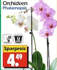 Orchideen Phalaenopsis von  im aktuellen Wreesmann Prospekt für 4,49 €