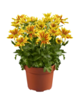 Chrysanthème collection - Lidl à Montreuil Chrysanthème collection en promo chez Lidl Montreuil à 3,39 €