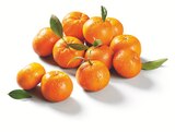 Mandarinen/ Clementinen mit Blatt im aktuellen Prospekt bei Lidl in Steffin