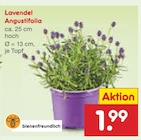 Aktuelle Lavendel Angebote bei Netto Marken-Discount in Berlin Aktuelles Lavendel Angustifolia Angebot bei Netto Marken-Discount in Berlin ab 1,99 €