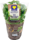 Basilikum im Angebot bei EDEKA in Lüneburg Basilikum Angebote von EDEKA Herzstücke bei EDEKA Lüneburg für 1,99 €
