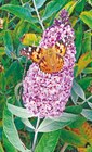 Sommerflieder "Buddleja davidii" bei Thomas Philipps im Brilon Prospekt für 5,99 €