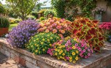 Strahlenchrysantheme im Angebot bei Netto Marken-Discount in Aachen Strahlenchrysantheme Angebote bei Netto Marken-Discount Aachen für 2,29 €