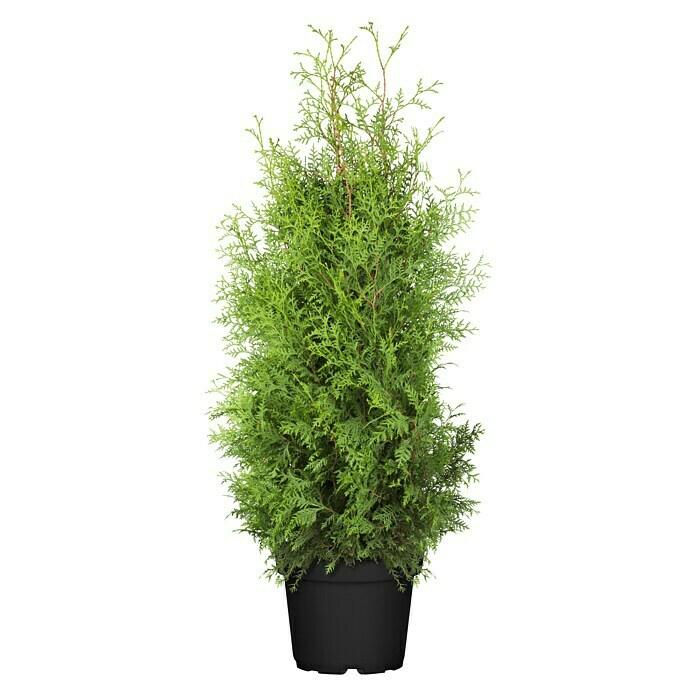 BAUHAUS Wolfenbüttel - Piardino Lebensbaum (Thuja occidentalis 'Brabant', Aktuelle Wuchshöhe: 80 cm - 100 cm) Piardino Lebensbaum (Thuja occidentalis 'Brabant', Aktuelle Wuchshöhe: 80 cm - 100 cm) Angebot bei BAUHAUS Wolfenbüttel im Prospekt Best Of