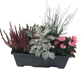 Jardinière d'automne en promo chez Lidl Jardinière d'automne dans le catalogue Lidl