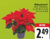 Weihnachtsstern Angebote bei EDEKA Gera für 2,49 €
