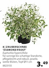 Zauberschnee 'Diamond Frost' im aktuellen Dehner Garten-Center Prospekt für 3,49 €