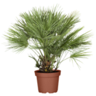 PALMENMIX von GROW BY OBI im aktuellen OBI Prospekt
