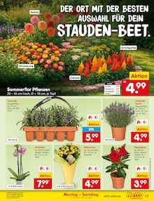 Pflanzen im aktuellen Netto Marken-Discount Prospekt (Aachen) Pflanzen im Netto Marken-Discount Prospekt "Aktuelle Angebote" mit 64 Seiten (Aachen)