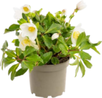 Botanic Orléans - Promo Hellébore blanche de jardin Promo Hellébore blanche de jardin à 11,99 € dans le catalogue Botanic à Orléans
