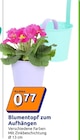Blumentopf zum Aufhängen im aktuellen Action Prospekt