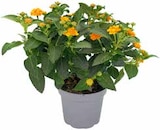 OBI Oelde - MEDITERRANE BLÜHPFLANZEN Angebot im Prospekt MEDITERRANE BLÜHPFLANZEN bei OBI im Oelde Prospekt für 3,99 €