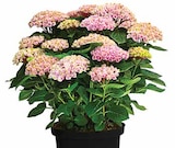 Aktuelles Hortensie 'Magical' Angebot bei Dehner Garten-Center in Chemnitz ab 29,99 €