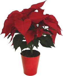 Entretien jardin - Carrefour Entretien jardin à 4,99 € dans le catalogue Carrefour "Préparons Noël ensemble"