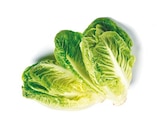 Mini Romana im aktuellen Netto mit dem Scottie Prospekt