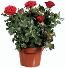 Rosier en promo chez Lidl Tours à 4,49 €