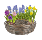Thomas Philipps Ziltendorf - Blumenzwiebel-Mix oder Weidenkranz Angebot im Prospekt Blumenzwiebel-Mix oder Weidenkranz bei Thomas Philipps im Ziltendorf Prospekt für 0,99 €