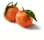 Mandarinen mit Blatt im Lidl Prospekt Mandarinen mit Blatt im aktuellen Lidl Prospekt für 1,99 €